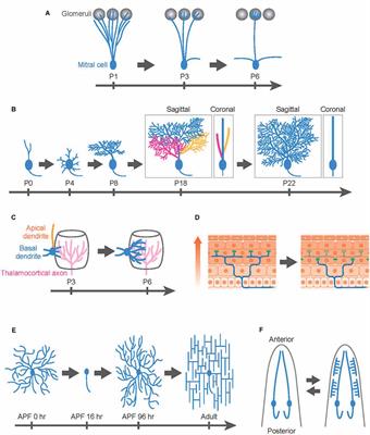 Scrap and Build for Functional Neural Circuits: Spatiotemporal Regulation of Dendrite Degeneration and Regeneration in Neural Development and Disease